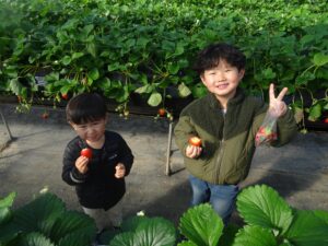 農園でいちごの摘み取りを体験する社員
