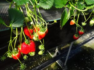季節の食材を使った料理を楽しむ社員